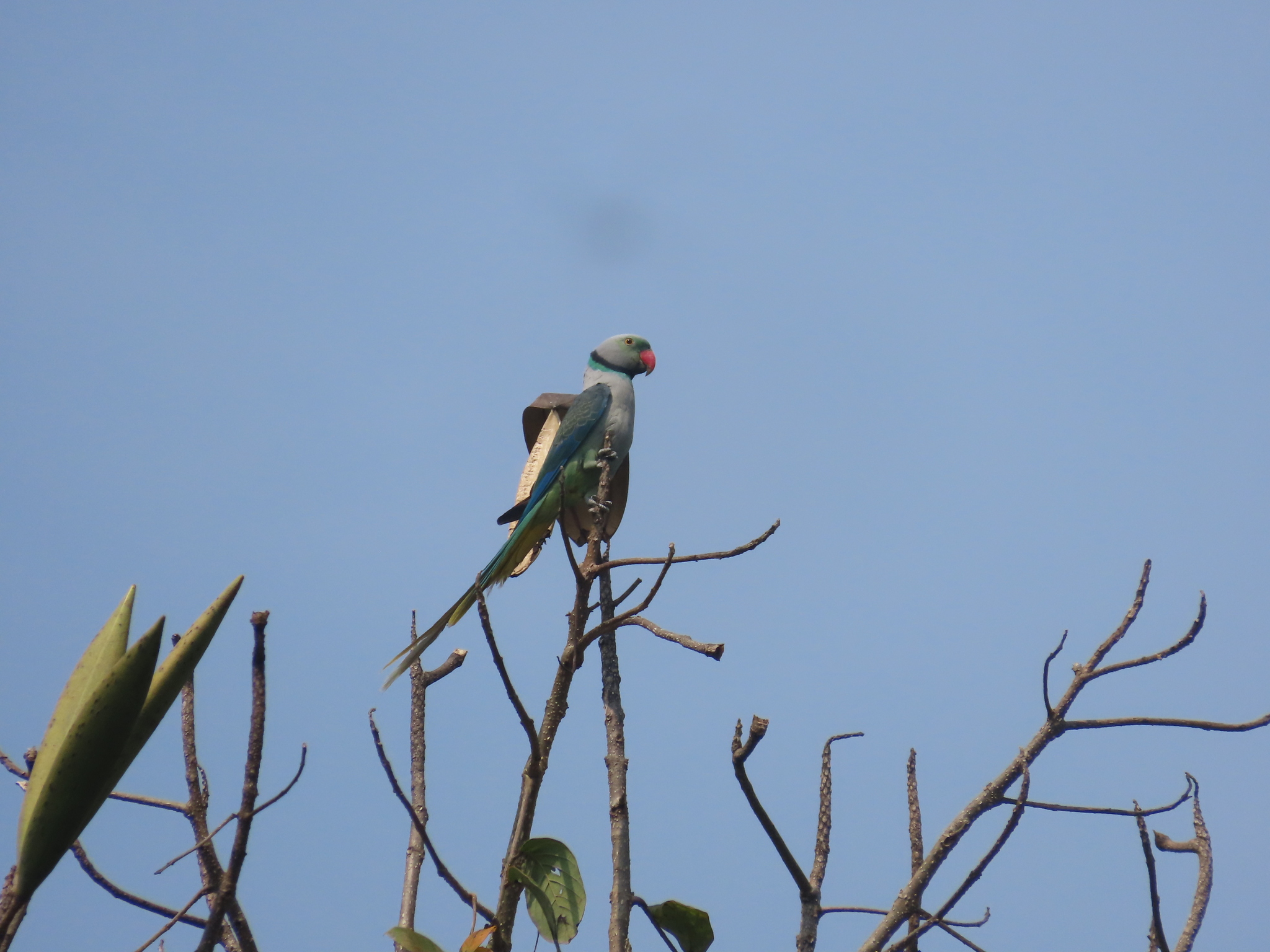Blue-winged Parakeet (Psittacula columboides), photo 7