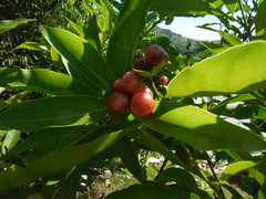 Glycosmis parviflora