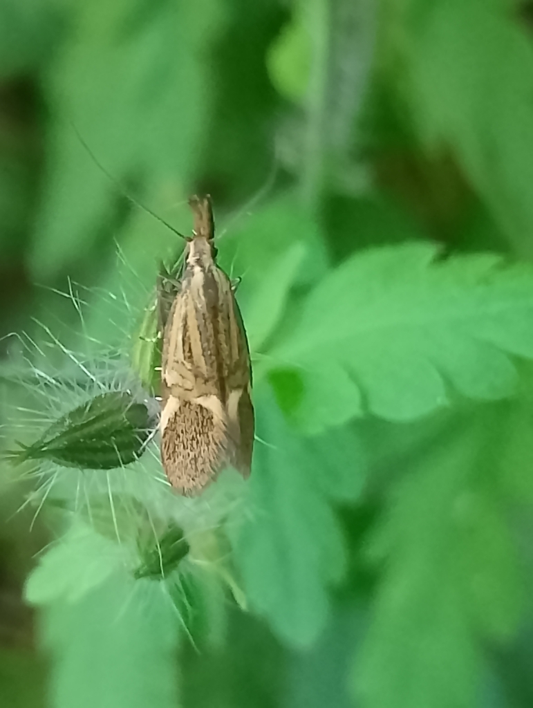 Alabonia herculeella