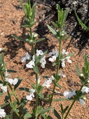 Acrotome thorncroftii