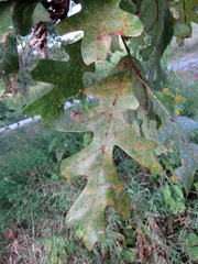 Quercus × fernowii