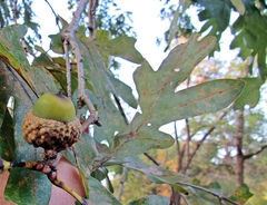 Quercus × fernowii