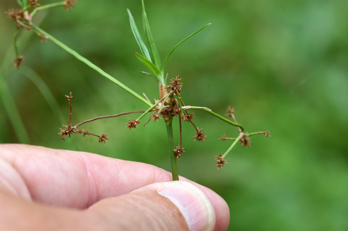 Scirpus hattorianus iNat (1)