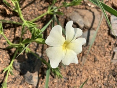 Thunbergia atriplicifolia