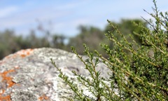 Marasmodes