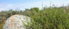 Marasmodes