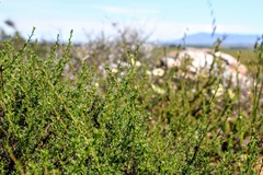 Marasmodes