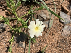 Thunbergia atriplicifolia
