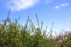 Marasmodes