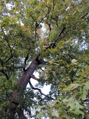 Quercus × fernowii