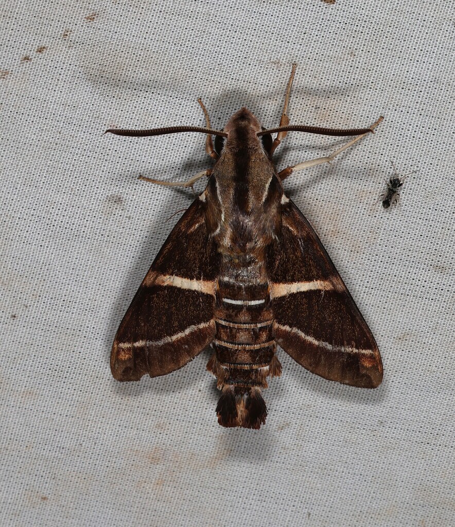 Macroglossum dohertyi