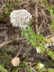 Metalasia pulchella