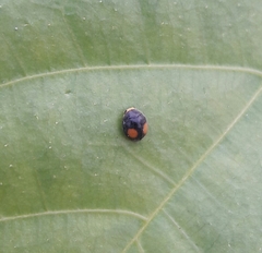 Cryptogonus orbiculus