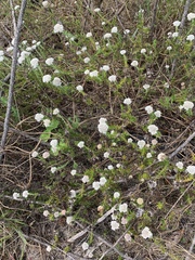 Metalasia pulchella