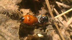 Coptocephala pallens