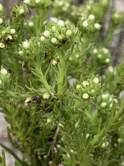 Thesium scabrum