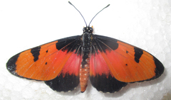 Acraea anemosa