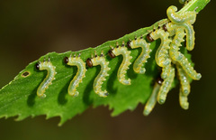 Pristiphora testacea