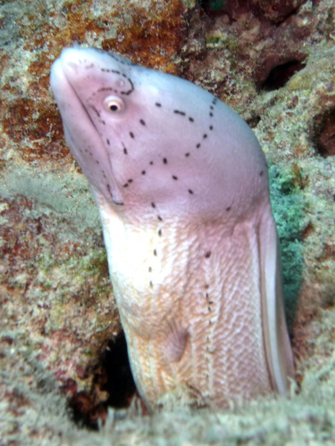 Geometric Moray — seen at this dive site