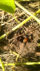 Coptocephala pallens