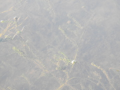 Elodea canadensis