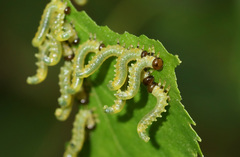 Pristiphora testacea