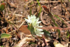 Codonorhiza fastigiata