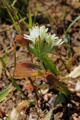 Codonorhiza fastigiata