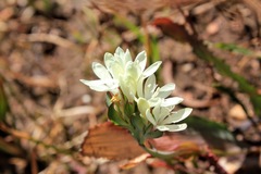 Codonorhiza fastigiata