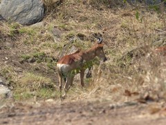 Alcelaphus buselaphus lichtensteinii