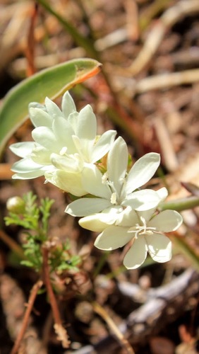 Image of Codonorhiza fastigiata by (c) Janine Steytler, some rights reserved (CC BY-SA)