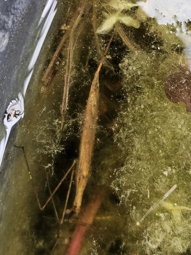 Eurasian Water Stick Insect, 9971 CT Ulrum, Nederland, photo 7 of 10