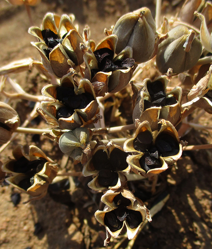 Albuca image