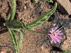 Gerbera viridifolia
