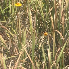 Xerochrysum bracteatum