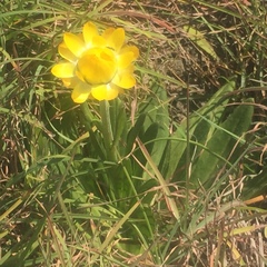 Xerochrysum bracteatum