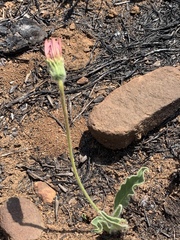 Gerbera viridifolia