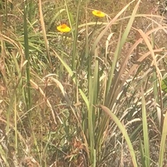 Xerochrysum bracteatum