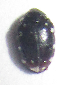 Phradonoma albonotatum