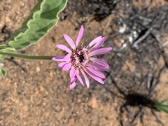 Gerbera viridifolia