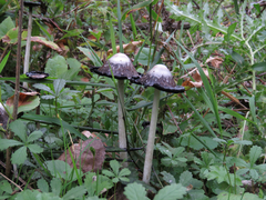 Coprinus comatus