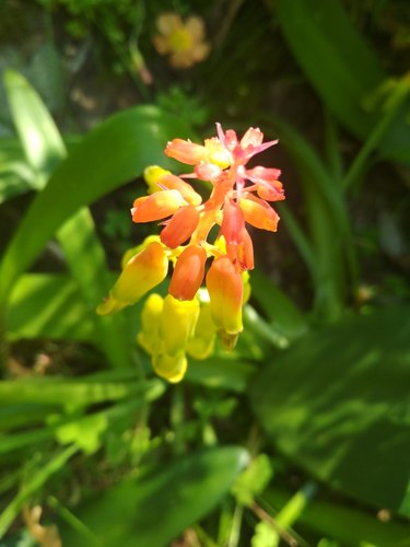Castle Viooltjie (Lachenalia thunbergii)