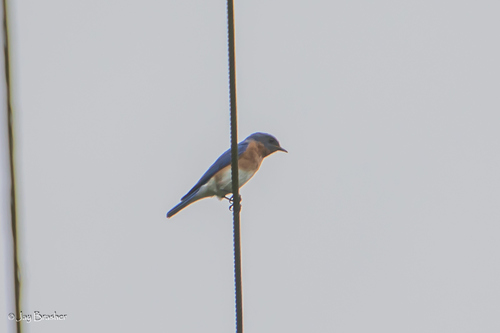 Eastern Bluebird photographed in Arkansas