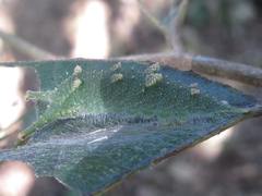 Hestina assimilis