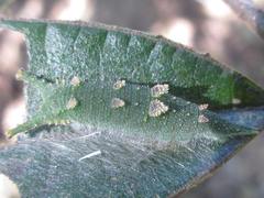 Hestina assimilis