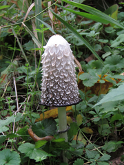 Coprinus comatus