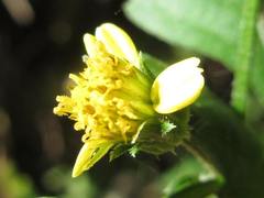 Bidens bipinnata