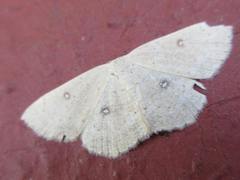 Cyclophora albipunctata