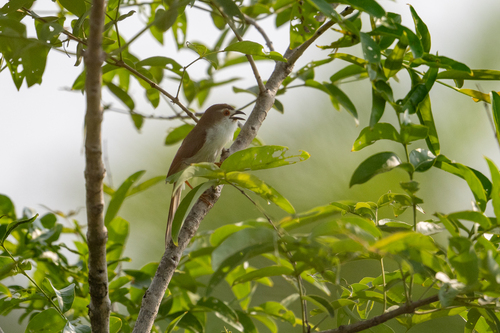 Yellow-eyed Babbler (Chrysomma sinense), photo 9