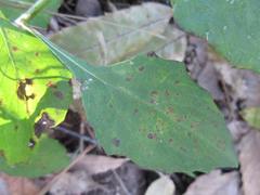 Lactuca raddeana